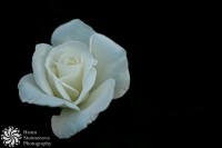 /album/tsvetya-flowers/img-3104-2-jpg/